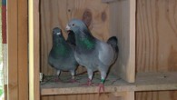 Pigeon Racing Essentials Air Good ventilation and freedom from dampness. Water Fresh and in clean vessels. Food Sound food, rationally fed. Control Exercise, trapping, feeding and basket work at right...
