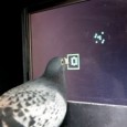 Are Pigeons as Smart as Monkeys? Are Pigeons as Smart as Monkeys? By Joseph Castro Published December 23, 2011 | LiveScience Pigeons may not be so bird-brained after all, as scientists have found the birds’ ability...