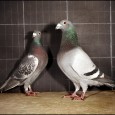 Sexing Racing Pigeons Sexing Racing Pigeons Let me get this out of the way here first I am not an writer by trade, this will be a listing of statements, facts and observations...