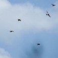 Pigeon Racing, Preparing Before the Race “The race starts days before clock in” What does “preparing before the race” mean? Preparing before the race means preparing your birds for the type of race they will compete....