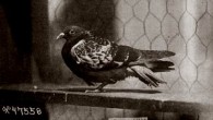 The Heroic Story of Cher Ami The Heroic Story of Cher Ami Prior to the age of electronic communication, pigeons were one of the most reliable forms of communication in existence. During World War I, pigeons...