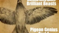 Brilliant Beasts: Pigeon Genius Part 1/4 Brilliant Beasts: Pigeon Genius Part 1/4 This is part 1 of a brilliant series from National Geographic called Brilliant Beasts: Pigeon Genius. This series showcases how amazing these creatures are...