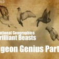 Brilliant Beasts: Pigeon Genius Part 2/4 National Geographic – Brilliant Beasts: Pigeon Genius Part 2/4 This is part 2 of a brilliant series from National Geographic called Brilliant Beasts: Pigeon Genius. This series showcases how amazing...