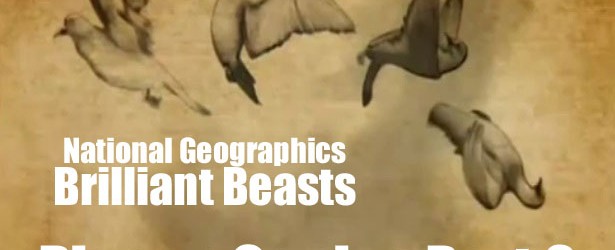National Geographic – Brilliant Beasts: Pigeon Genius Part 2/4 This is part 2 of a brilliant series from National Geographic called Brilliant Beasts: Pigeon Genius. This series showcases how amazing...