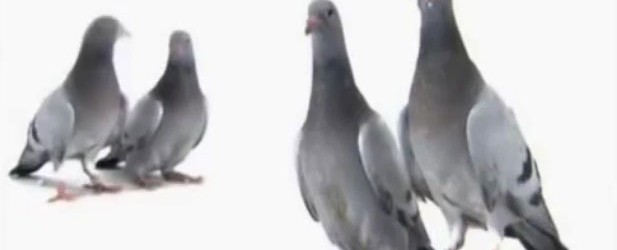 Brilliant Beasts: Pigeon Genius Part 3/4 This is part 3 of a brilliant series from National Geographic called Brilliant Beasts: Pigeon Genius. This series showcases how amazing these creatures are and...