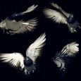 Pigeons are more living helicopters than flying rats… The humble pigeon could provide the unlikely inspiration for a flock of small military drones that can navigate enclosed spaces. It turns out the common birds can redirect their flight...