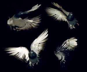 The humble pigeon could provide the unlikely inspiration for a flock of small military drones that can navigate enclosed spaces. It turns out the common birds can redirect their flight...