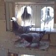 “The race isn’t over until the bird is clocked.” What is trapping and clocking? “Trapping” is a term that I think stemmed out of the used of the word stall...