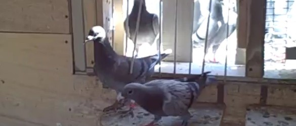 “The race isn’t over until the bird is clocked.” What is trapping and clocking? “Trapping” is a term that I think stemmed out of the used of the word stall...