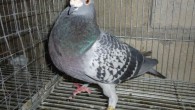 What is a late bird?   A late bid is any bird that has been out for more days that race time. An unfortunate but necessary assumption is that birds...