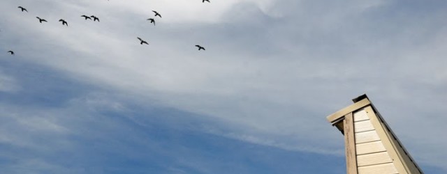 We know of the pitfalls, here’s how to manage the team.   Sub-teams Breaking your racing pigeons into sub-teams at the beginning of the season assist you in mentally visualizing your season...