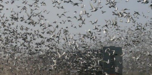 &nbsp; This section is intended to define pigeon racing at the combine or federation level. What is a combine and how is it organized? A combine is a coalition of...