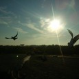 Training Racing Pigeons – Types of Tosses “Developing Leaders Instead of Followers” Types of Tosses “Developing Leaders Instead of Followers” To this point we’ve discussed group tossing. This is where you take the whole team and release them at once. When the...