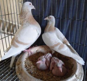 Pairing Racing Pigeons For Breeding