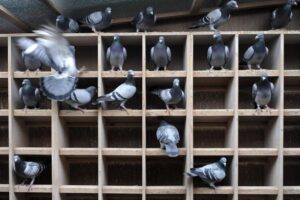 Intensive pigeon racing Inbreeding A Practical Discussion