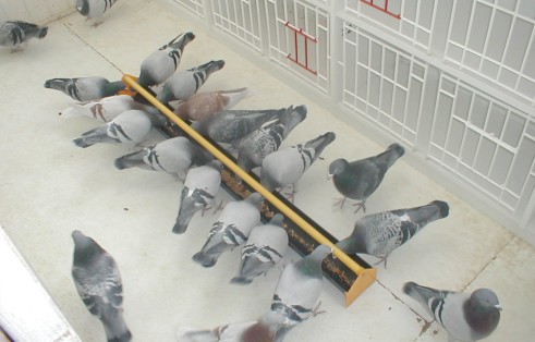 Pigeon Feeding Feeding To Win Winning Pigeon Racing And Racing Pigeons Strategies Pigeon Insider