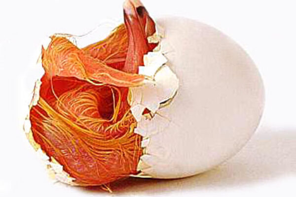 Pigeon Life Cycle Winning Pigeon Racing And Racing Pigeons Strategies Pigeon Insider