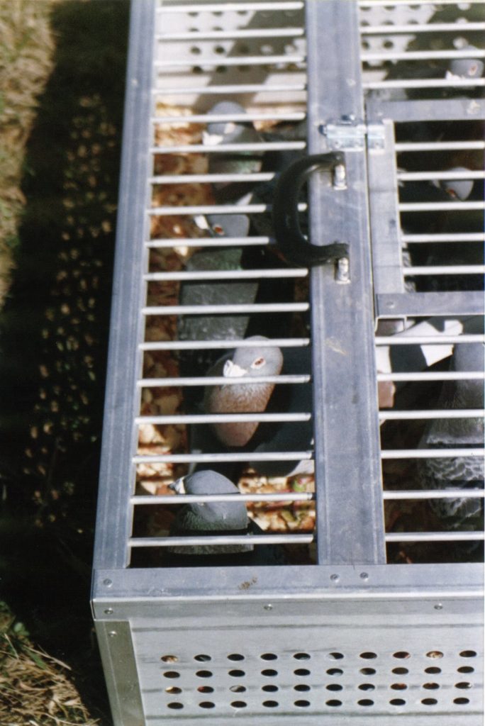 Pigeon Training Training Down the Road Winning Pigeon Racing and