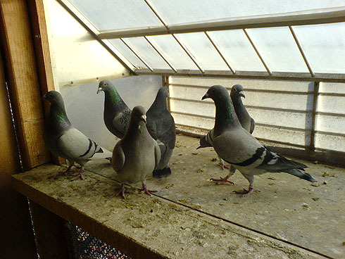 Feeding Pigeons During Weaning Feed Medication Program For Young Birds In Training Winning Pigeon Racing And Racing Pigeons Strategies Pigeon Insider