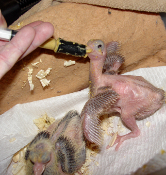raising baby pigeons