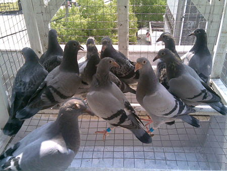 https://www.pigeonracingpigeon.com/wp-content/uploads/2011/04/29991.jpg
