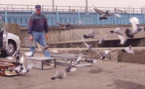 https://www.pigeonracingpigeon.com/wp-content/uploads/2011/04/Clontarf_Pigeon_Club_Racing_Pigeons-300x185.jpg