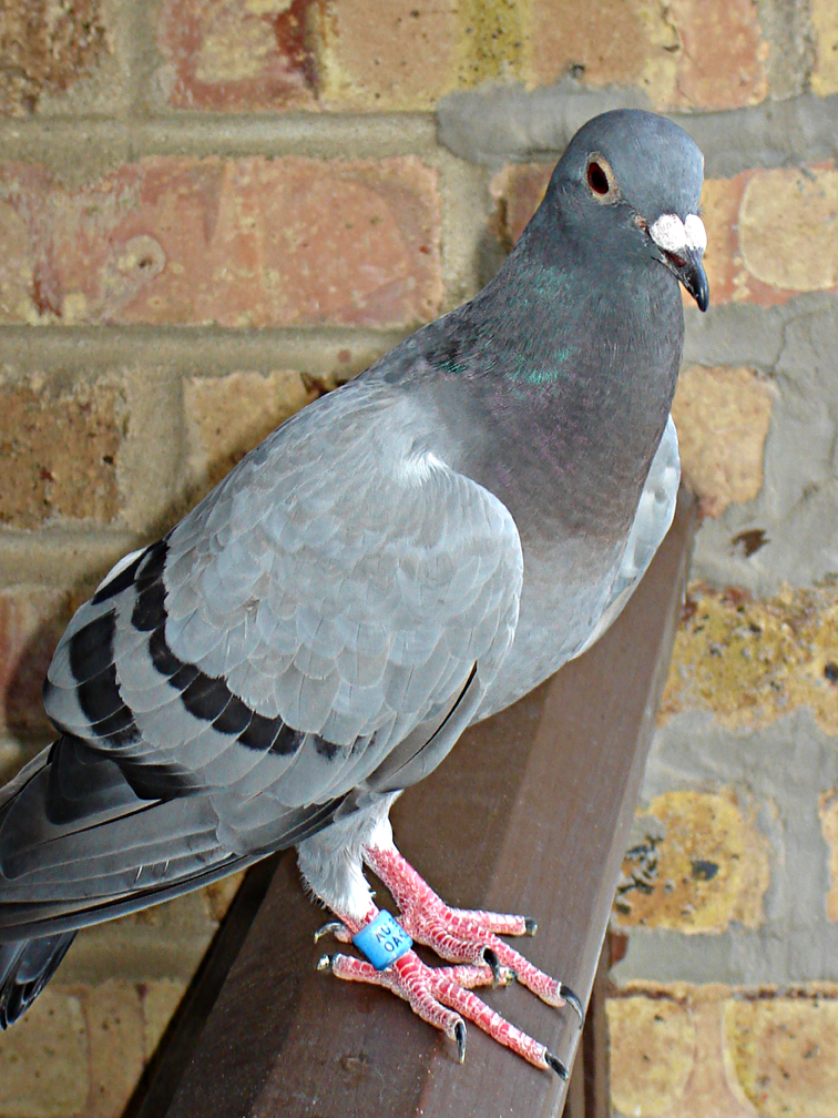 Let’s Talk About Systems… (part 1) Winning Pigeon Racing and Racing Pigeons Strategies