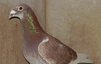 Old And Young Bird Racing System Winning Pigeon Racing And Racing Pigeons Strategies Pigeon Insider