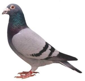 Condition and Form In Racing Pigeons