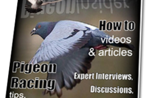 Outward Game Pigeon Eye