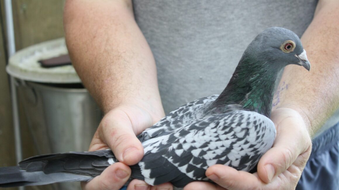 pigeon racing systems Winning Pigeon Racing and Racing Pigeons Strategies Pigeon Insider