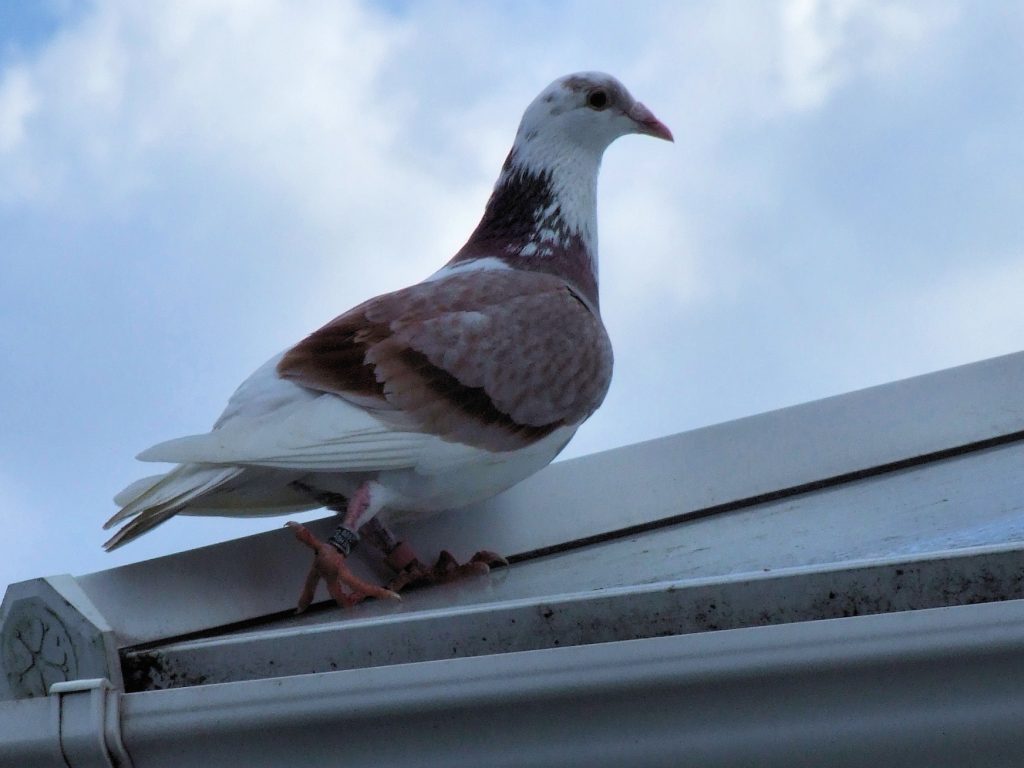 Racing pigeon images download sites