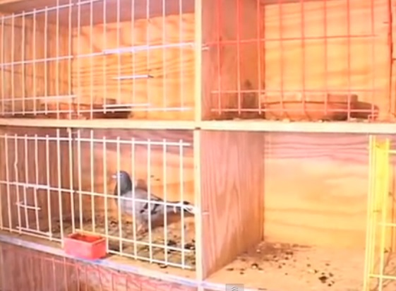 Pigeon Racing And The Importance Of Nest Boxes Winning Pigeon