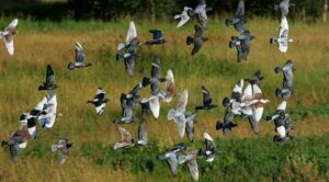 https://www.pigeonracingpigeon.com/wp-content/uploads/2015/08/Breeding-Racing-Pigeons-is-Easy-300x166.jpg